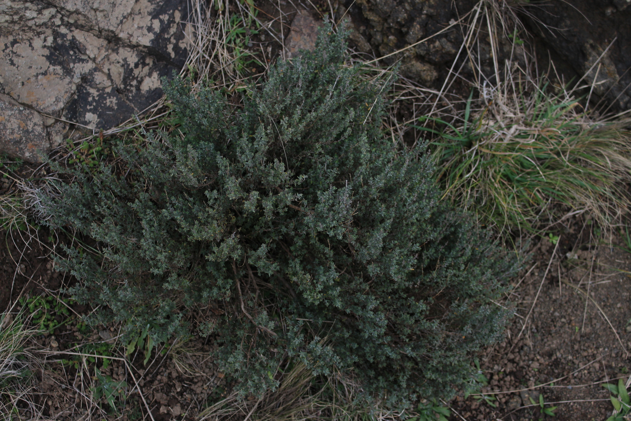 international backfill (iNaturalist): Thymus vulgaris