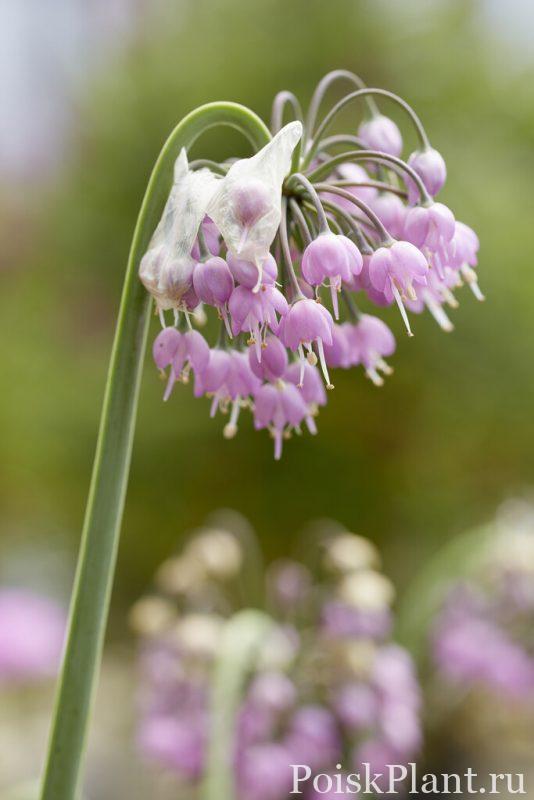 Лук наклоненный Hidcote