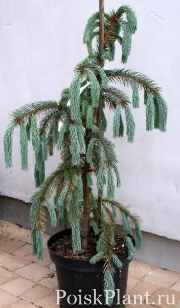 Ель Энгельмана Pervana