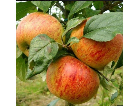 Яблоня Избранница