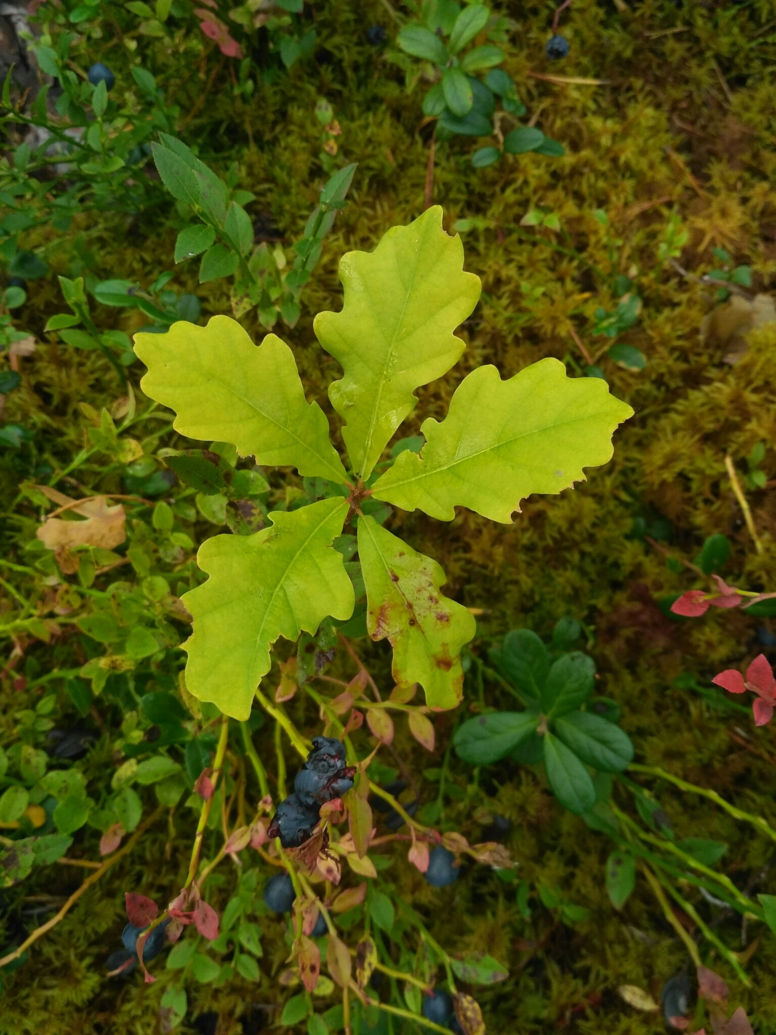 international backfill (iNaturalist): Quercus robur