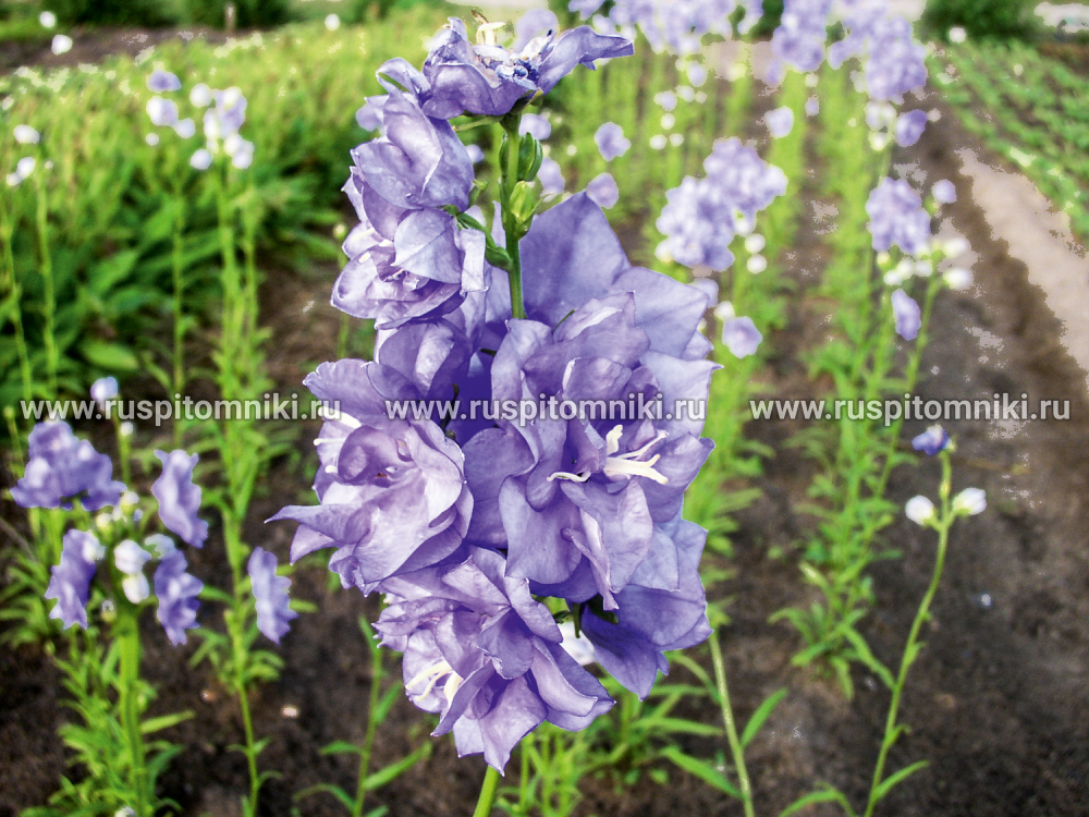 Колокольчик персиколистный La Bello