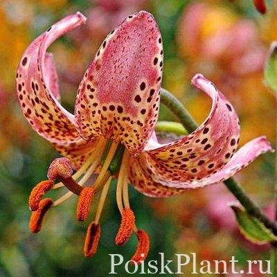 Лилия мартагон Manitoba Morning