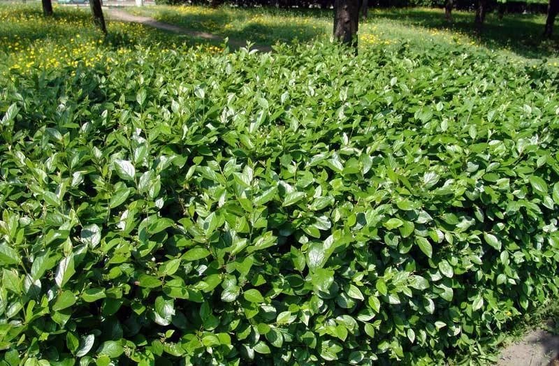 kizilnik-cotoneaster-blestyaschiy