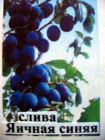 Слива Яичная синяя
