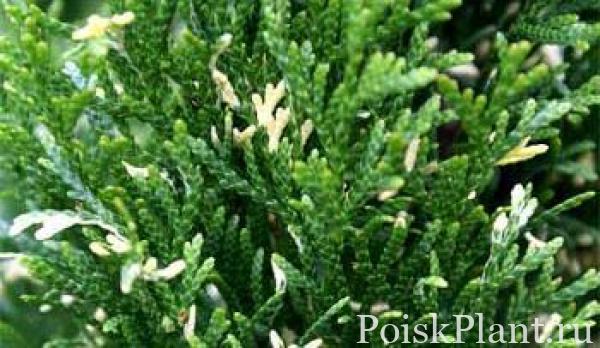 Туя западная Variegata