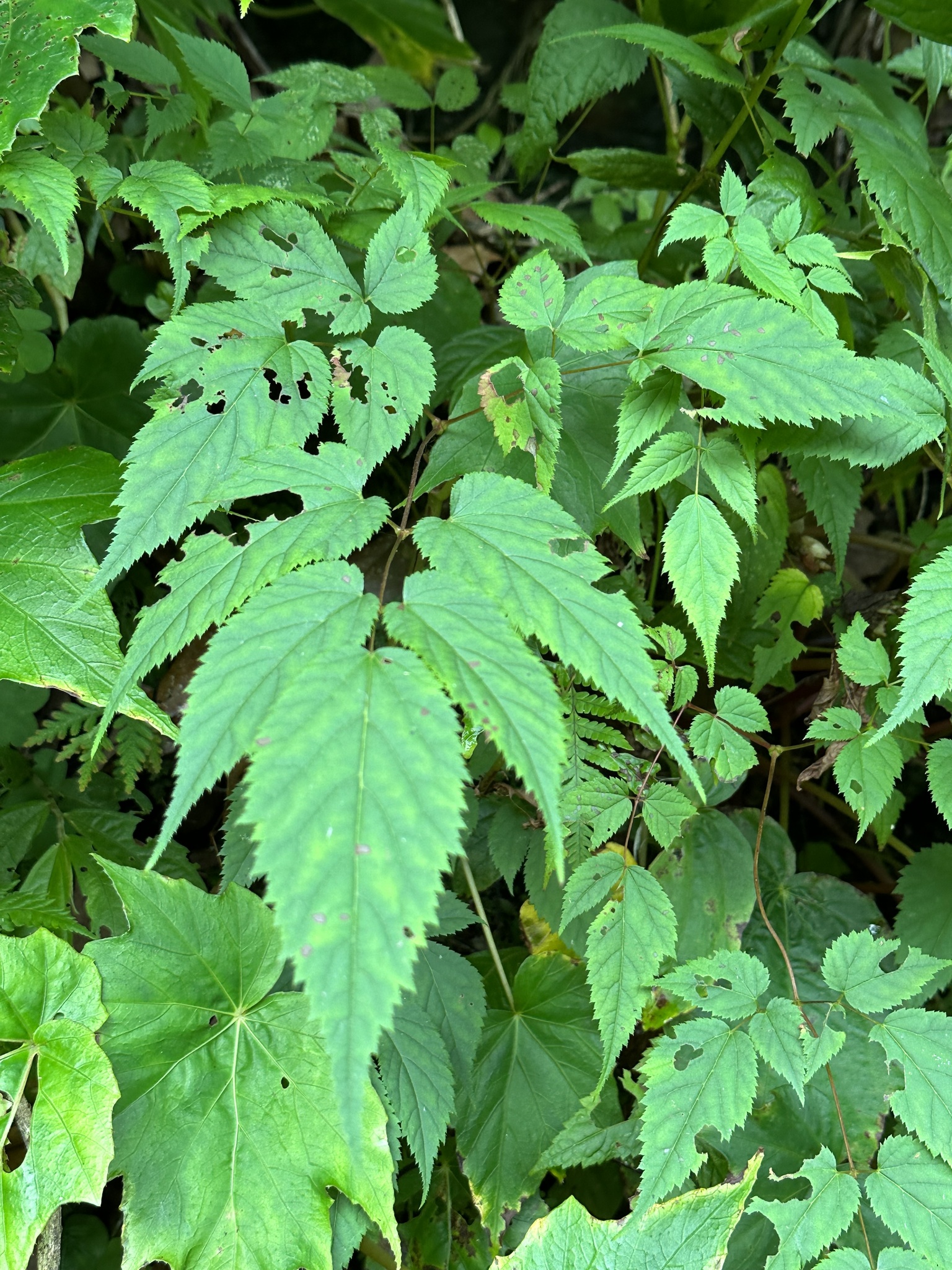 international backfill (iNaturalist): Astilbe