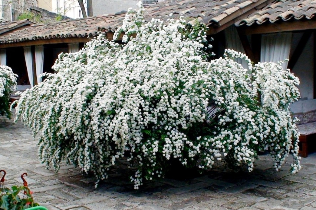 Спирея Вангутта