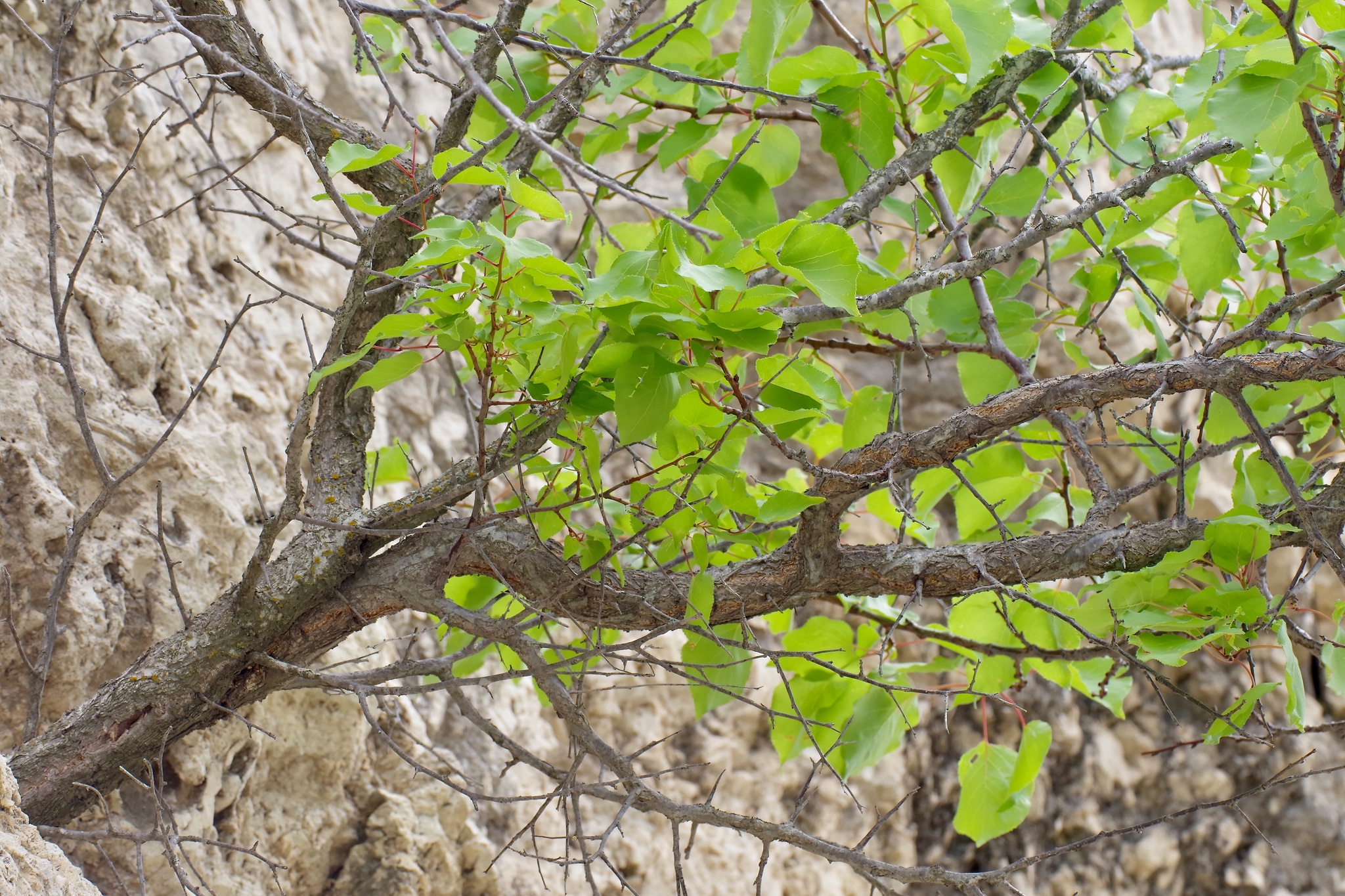 international backfill (iNaturalist): Armeniaca