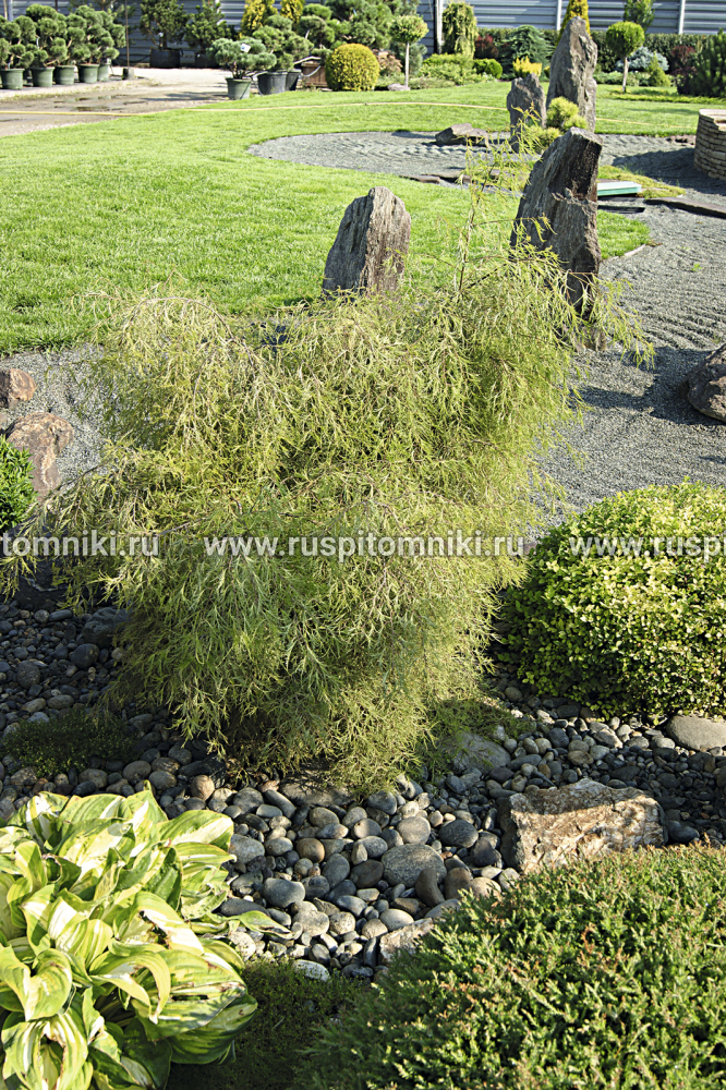 Береза повислая, бородавчатая, плакучая Trost's Dwarf`= B. pendula `Trost's Dwarf