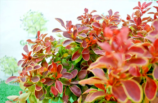 Барбарис Тунберга Berberis thunbergii "Admiration" :