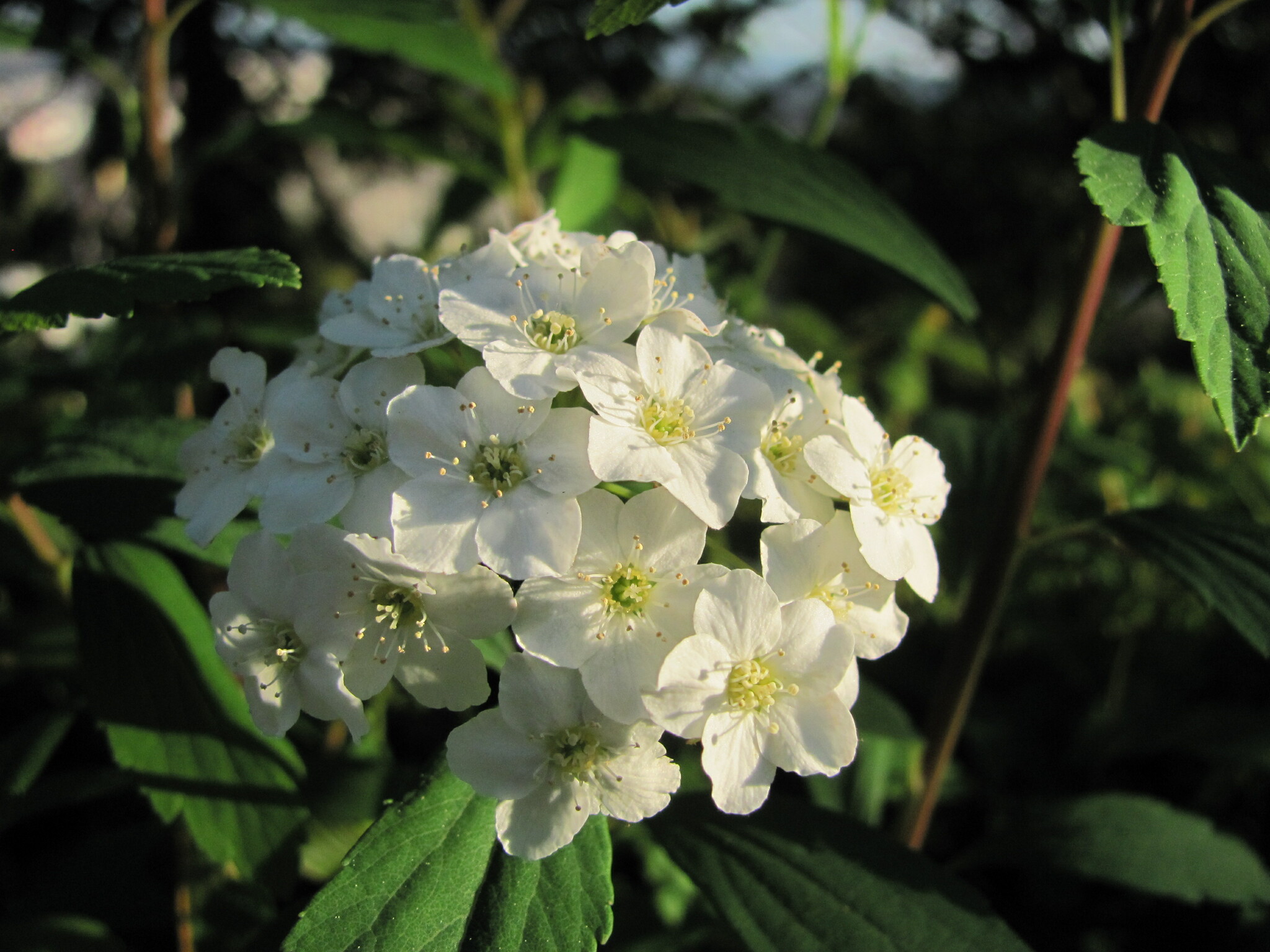 international backfill (iNaturalist): Spiraea