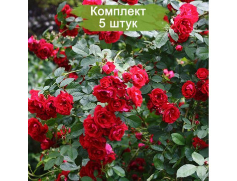 Роза Фламментанц (плетистая)