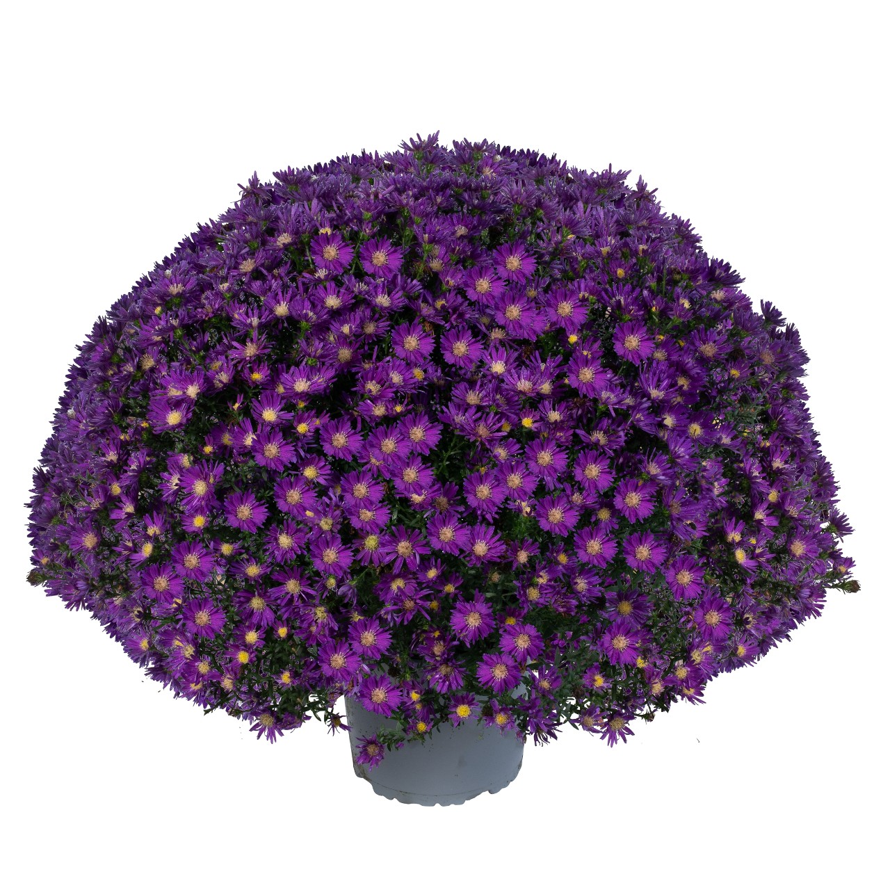 Астра Aurora Purple