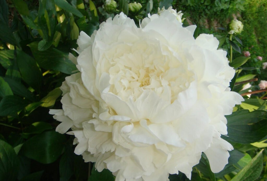 Пион травянистый Mrs. J.V. Edlund