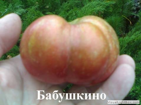 Яблоня "Бабушкино" Садоград 2хлетние саженцы