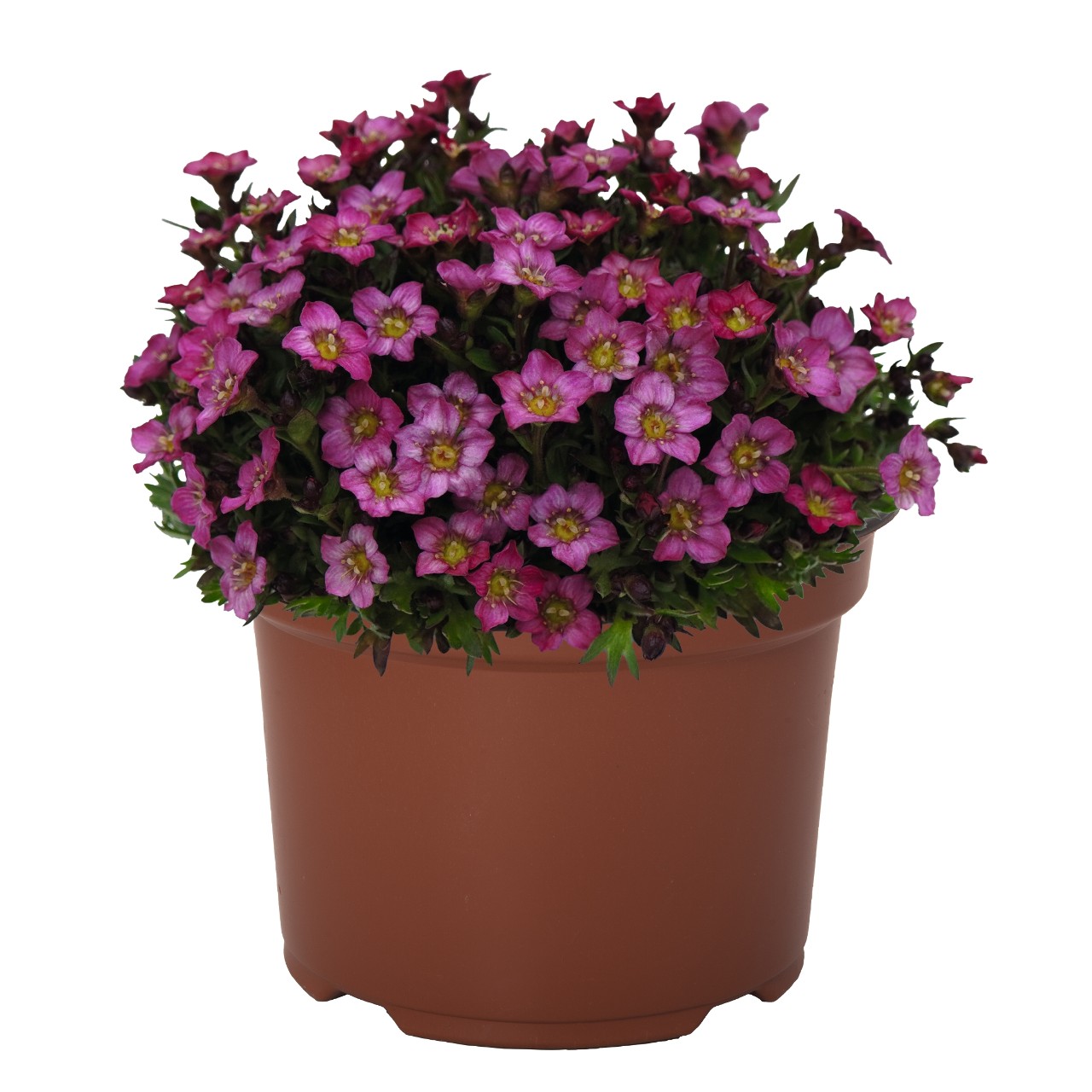 Камнеломка Scenic Pink
