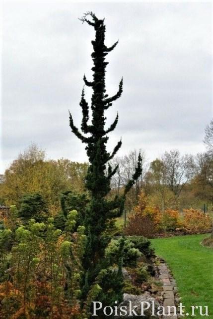 Кипарисовик Лавсона Wissel's Saguaro