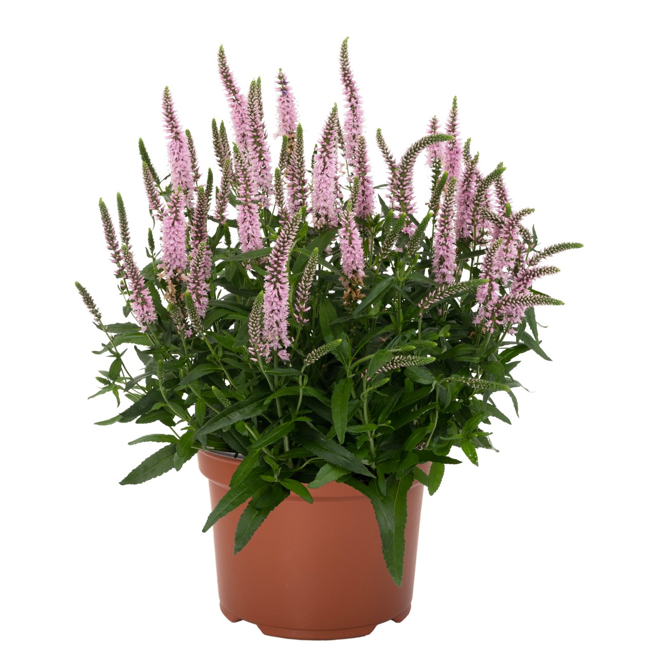 Вероника Candela Pink