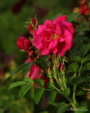 Роза морщинистая 'Rotes Meer' Red RB / Rosa rugosa 'Rotes Meer' Red