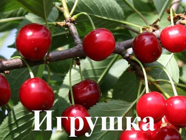 Дюк Игрушка
