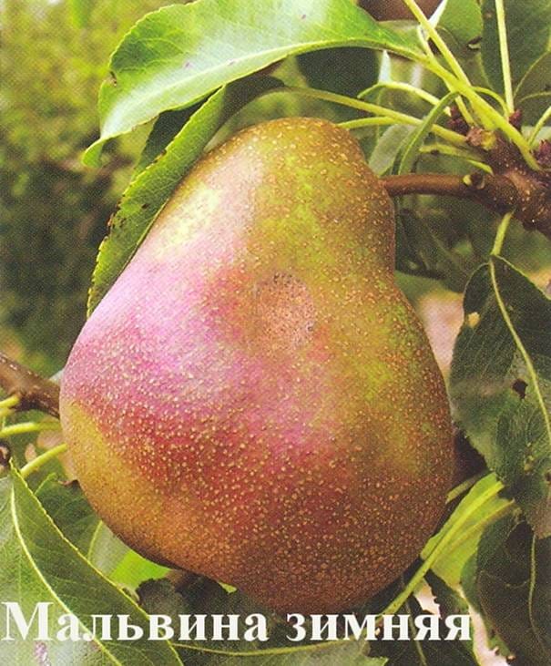 Груша Мальвина зимняя