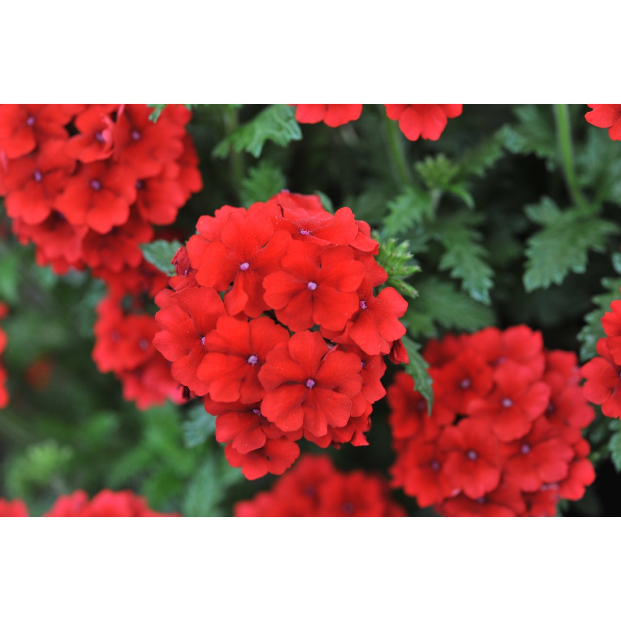 Вербена Empress Flair Red