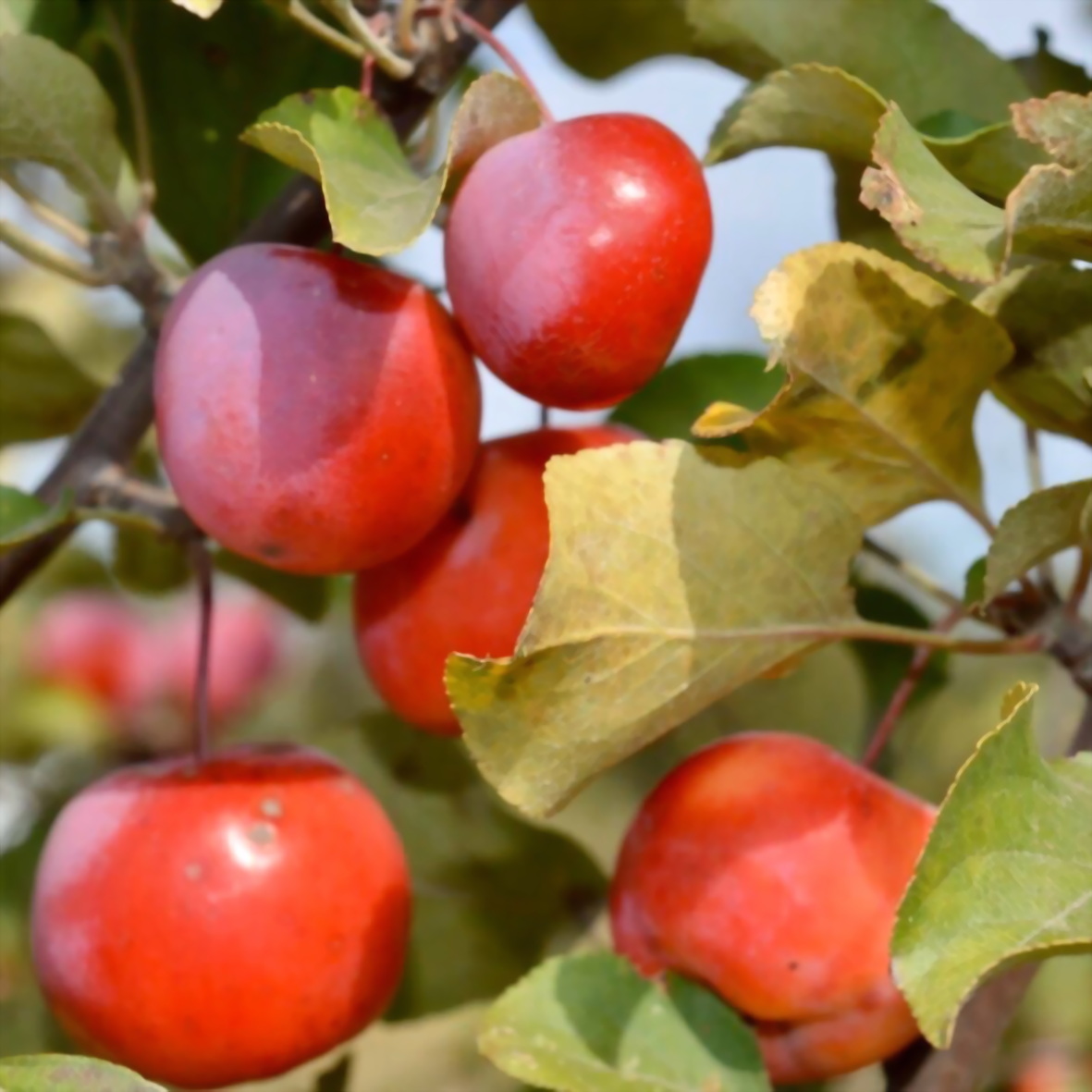 yablonya-malus-dekorativnaya