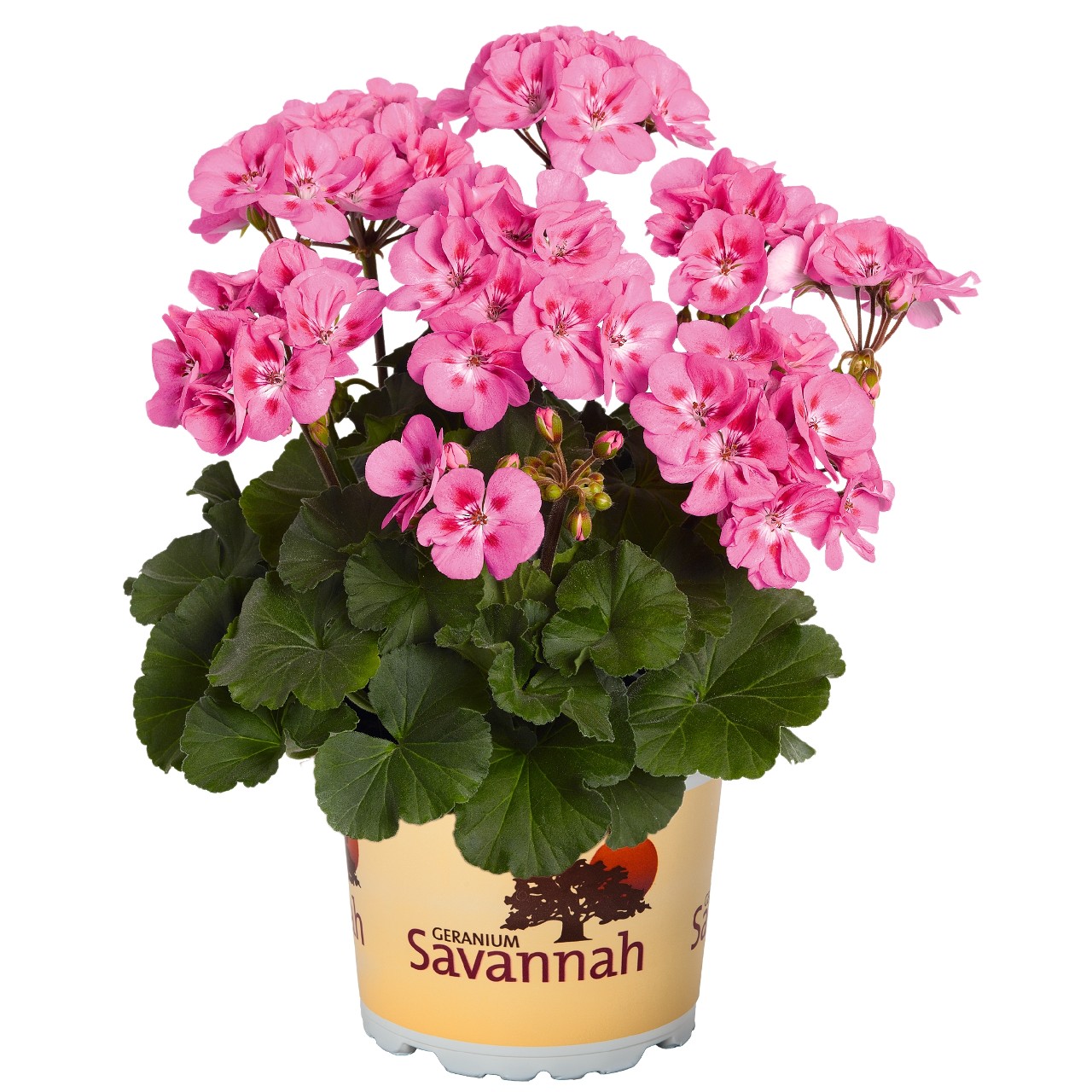 Пеларгония Savannah Pink