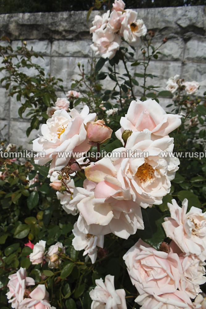 Плетистые крупноцветковые розы New Dawn’ = ‘Everblooming Dr. W. Van Fleet