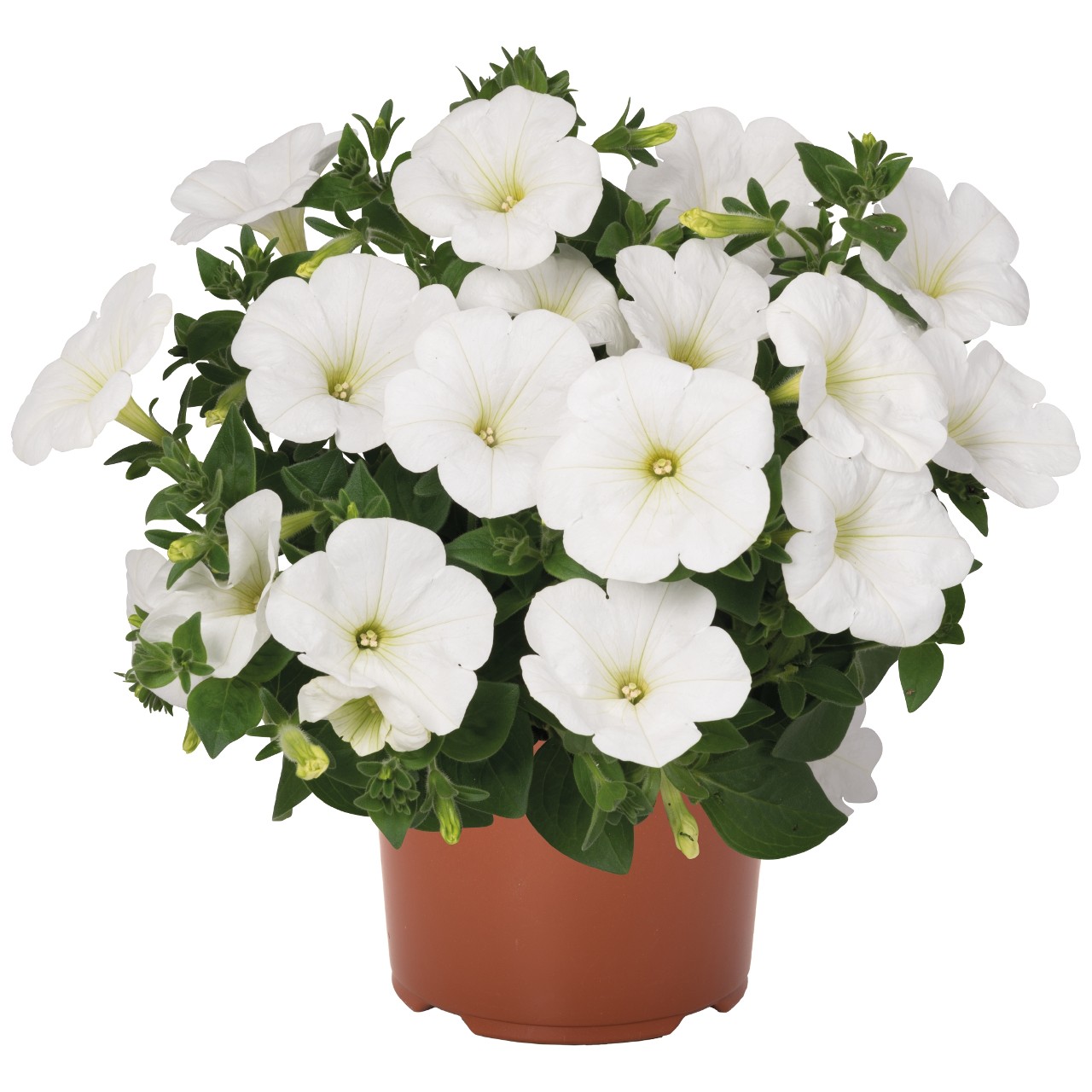 Петуния Sweetunia White
