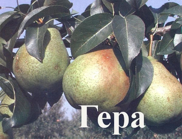 Груша Гера