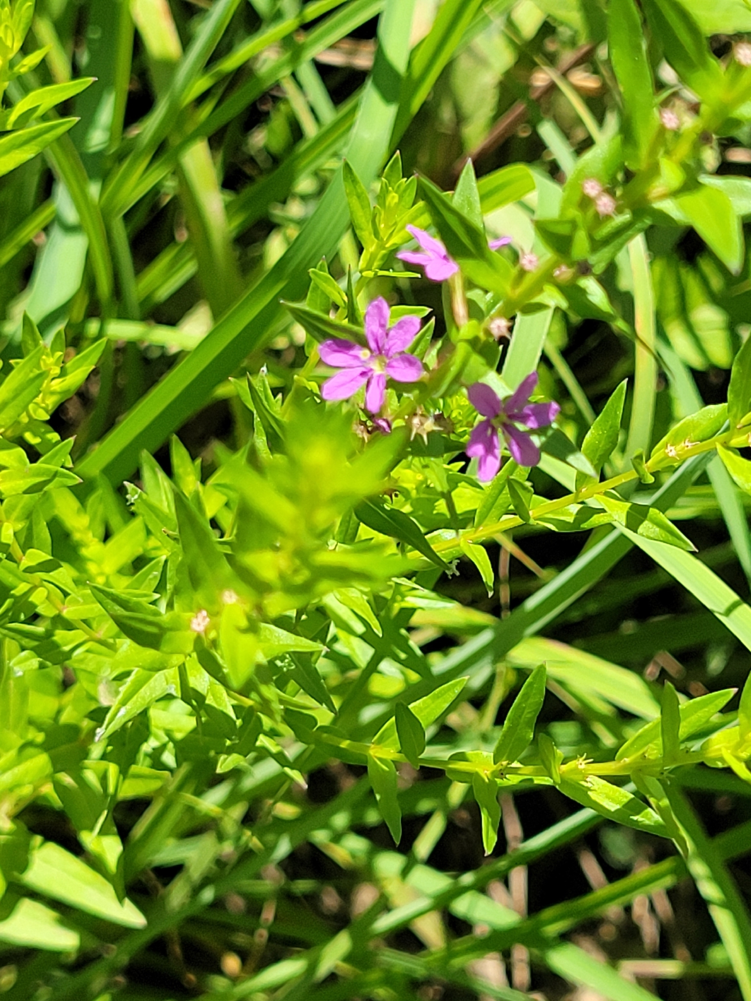 international backfill (iNaturalist): Lythrum