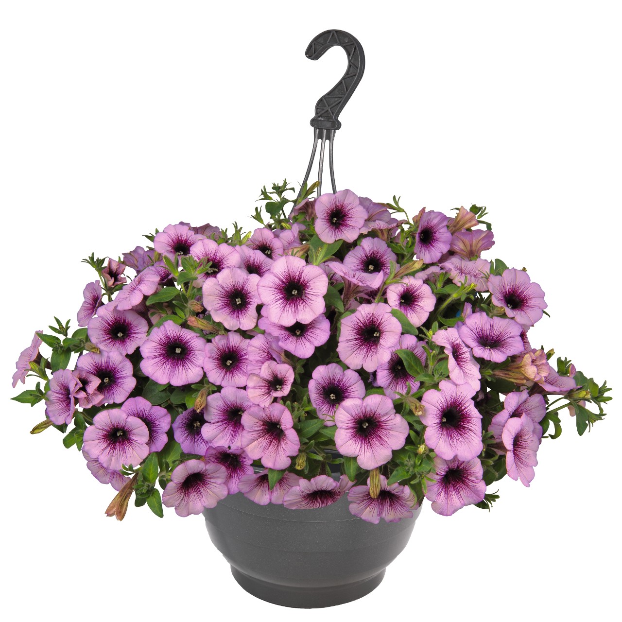 Петуния Sweetunia Raspberry Gem