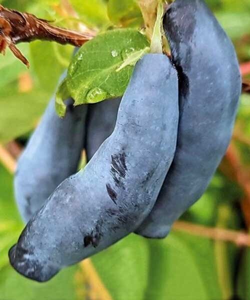 Жимолость "Blue Banana"