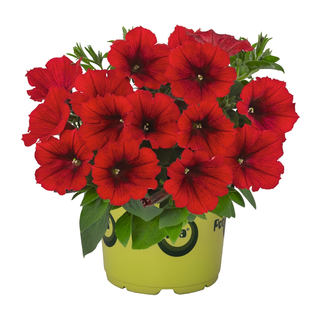 Петуния Potunia Red