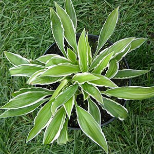 Хоста "Helenioides Albopicta"