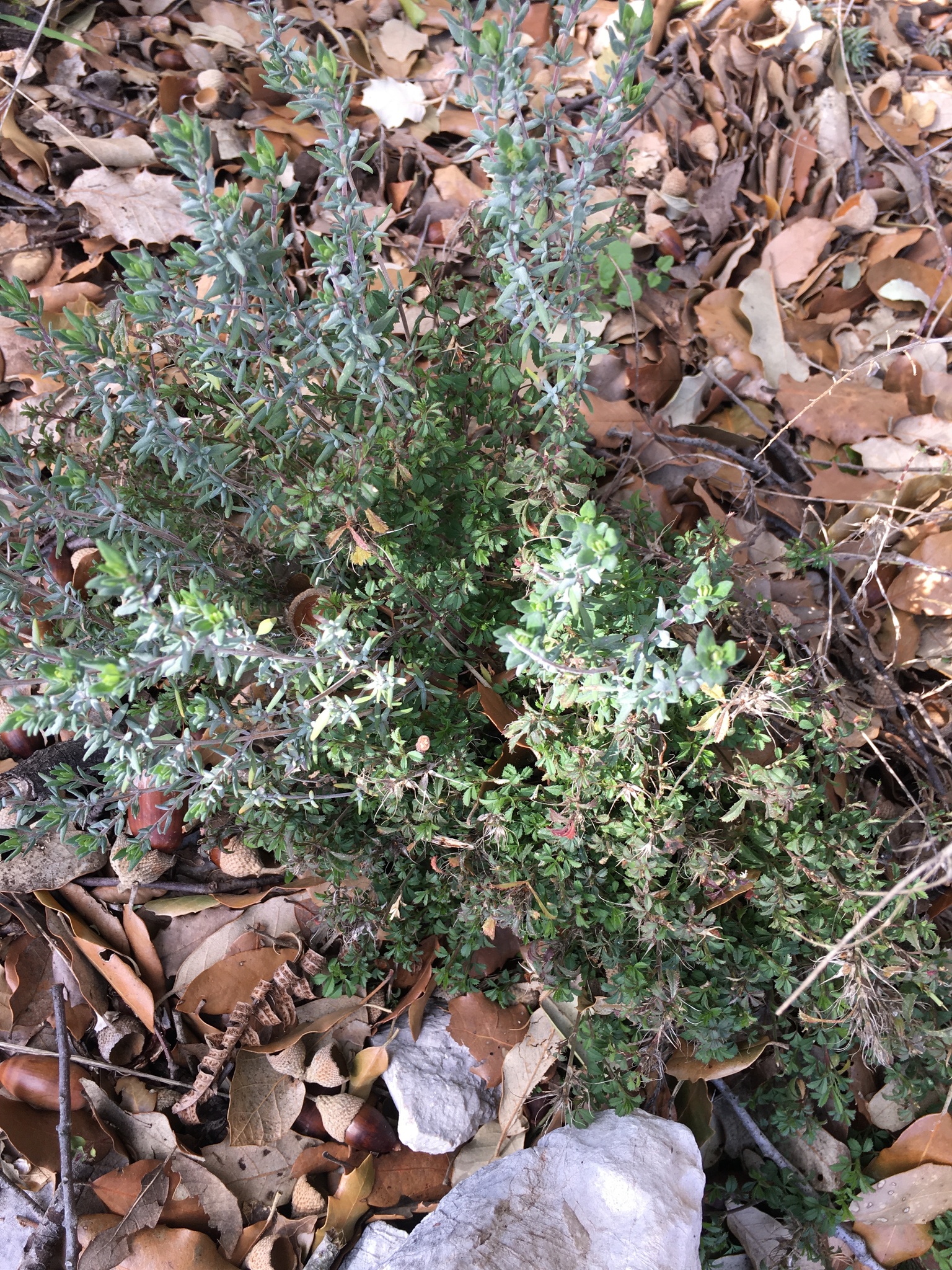 international backfill (iNaturalist): Thymus vulgaris