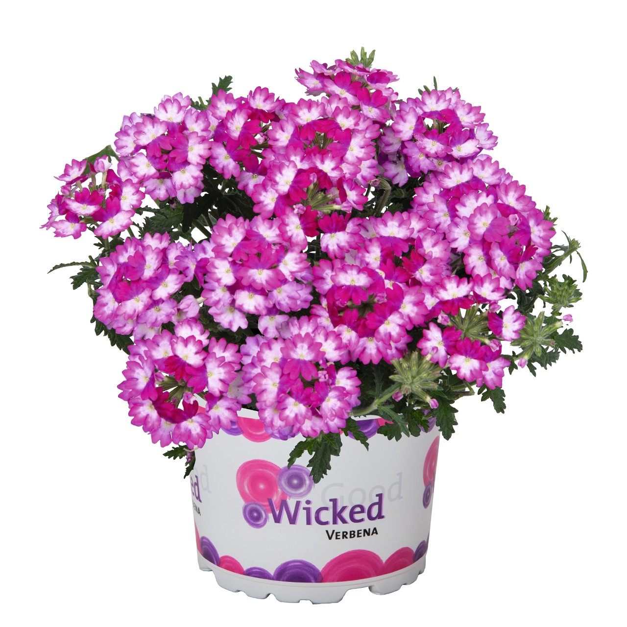 Вербена Wicked Dark Pink