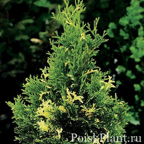 Туя западная Smaragd Variegata