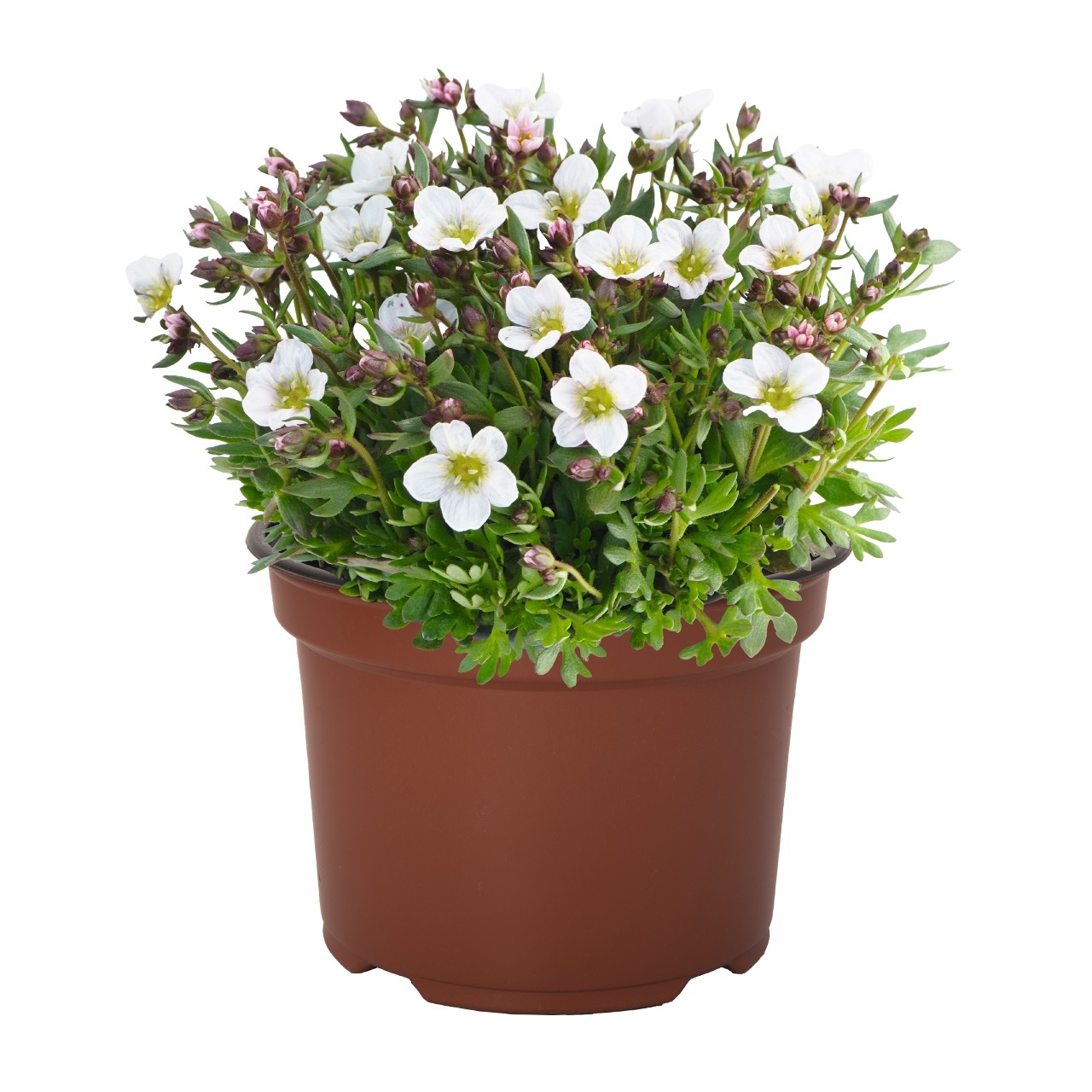 Камнеломка Scenic White Blush