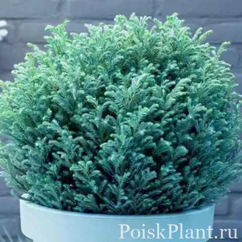 Кипарисовик горохоплодный Blue Moon