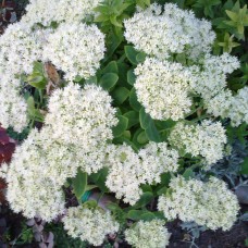 Седум (очиток) (очиток) Айсберг
