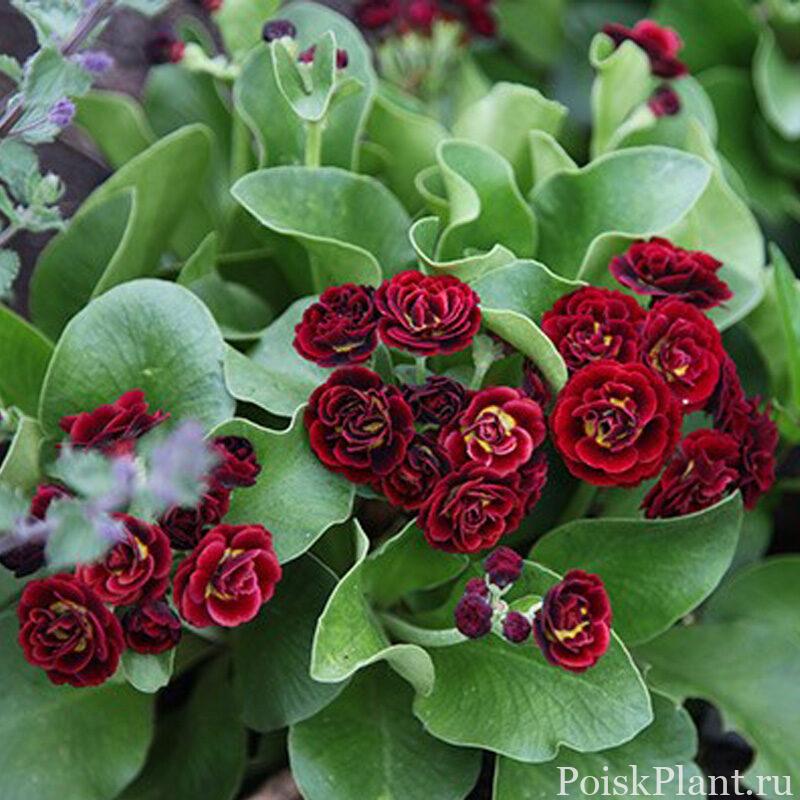 Примула ушковая Crimson Glow