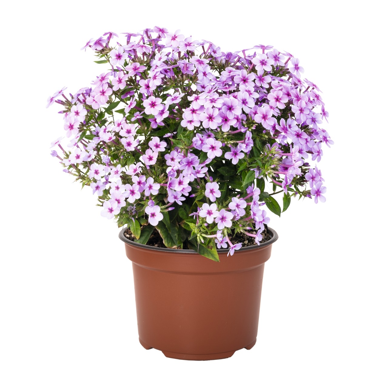 Флокс paniculata Early Lavender Pop