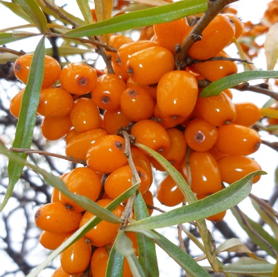 oblepikha-oblepikha