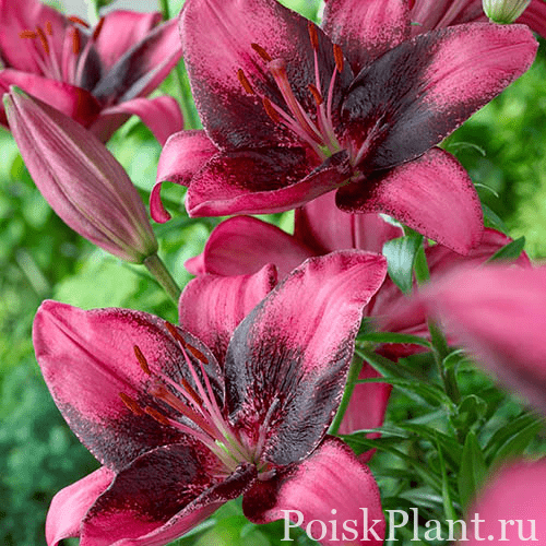 Лилия азиатская Purple Dream