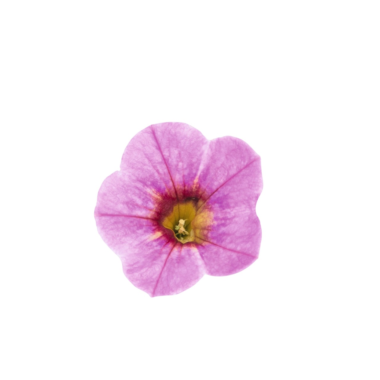 Калибрахоа Rainbow Pink