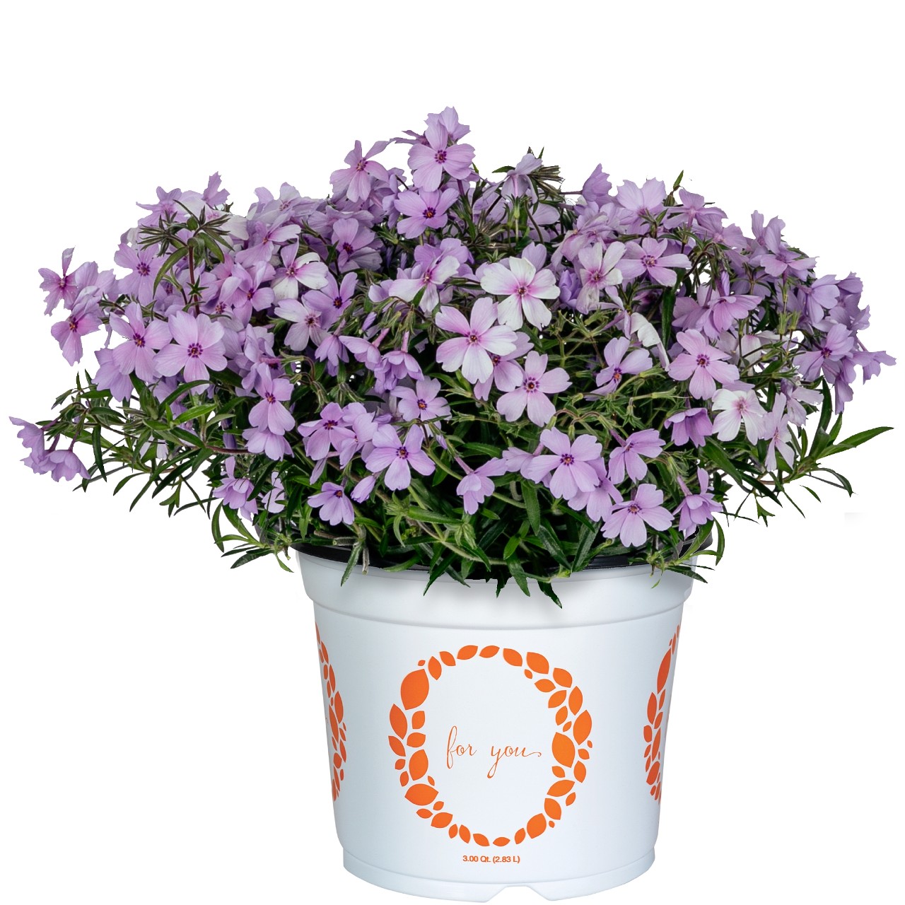 Флокс hybrida Woodlander Periwinkle
