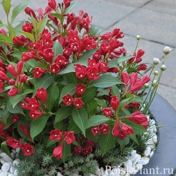 Вейгела гибридная Red Prince